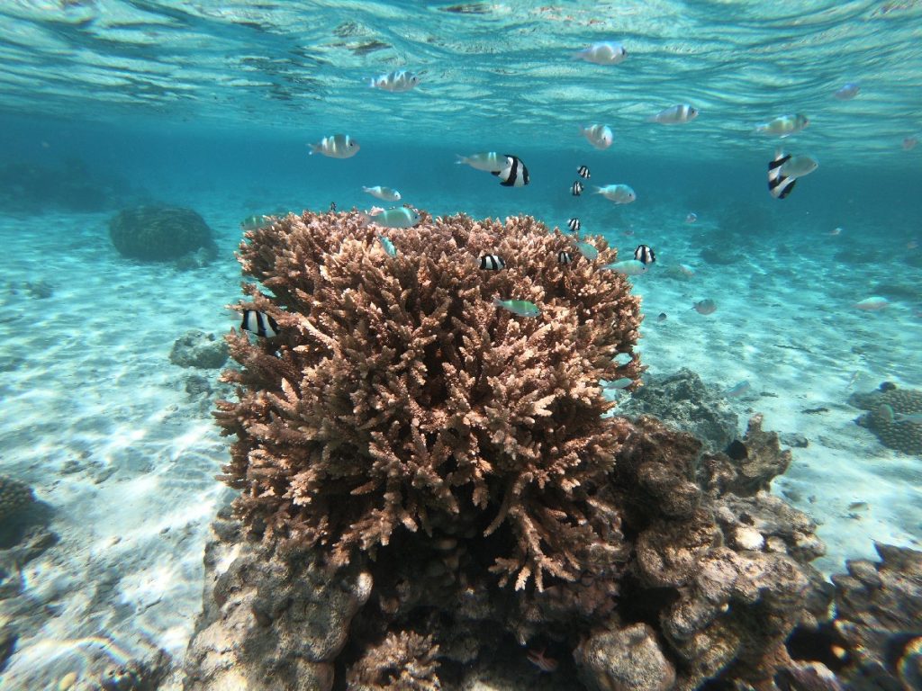 cook eilanden snorkelen