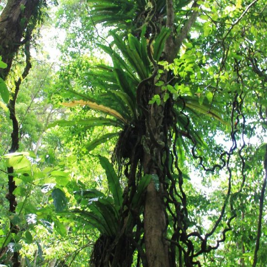 te kou rarotonga