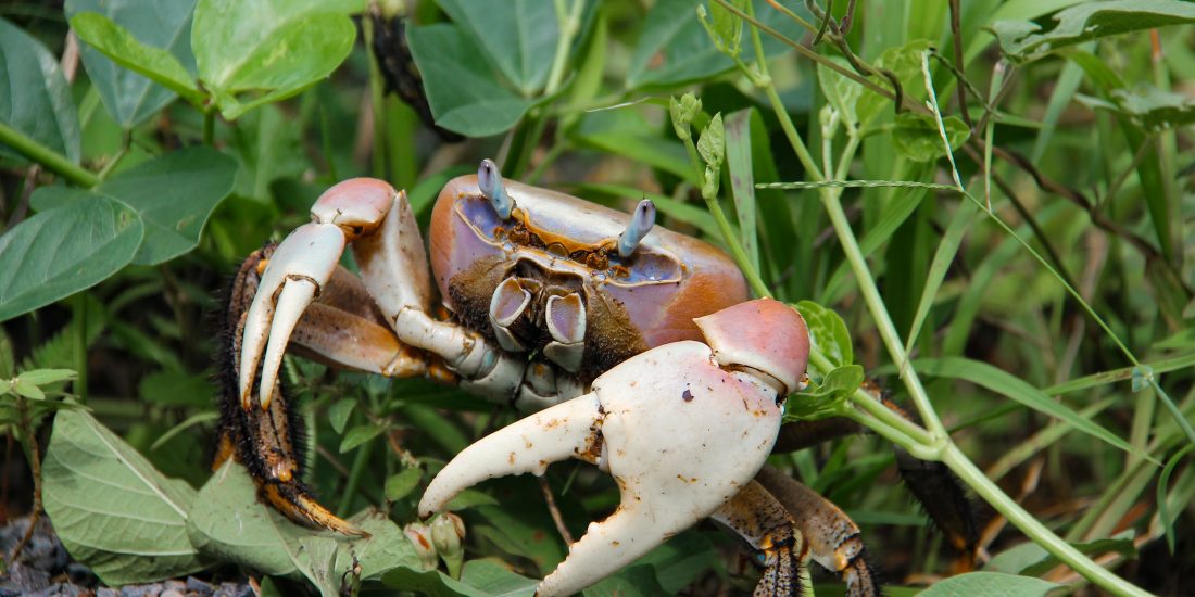 krab